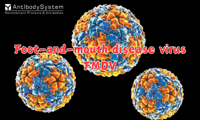 Foot-and-Mouth Disease Virus (FMDV)