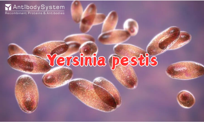 Yersinia pestis