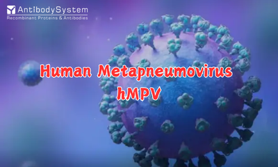 Human Metapneumovirus (hMPV): Structure and Key Research Targets