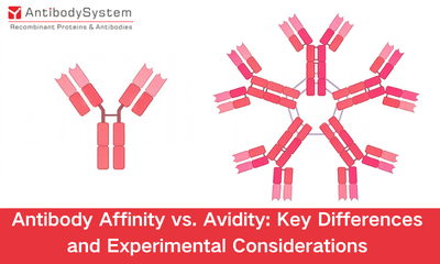 Antibody Affinity vs. Avidity: Key Differences and Experimental Considerations