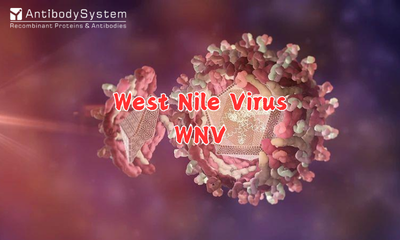 West Nile Virus (WNV)