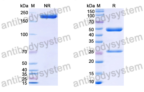 SDS-PAGE for Research Grade Anti-Human TNFSF15/TL1A (PRA023) ?>