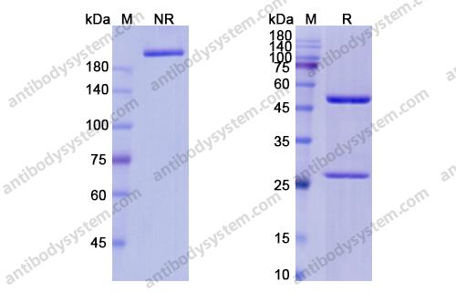 Research Grade Ivuxolimab