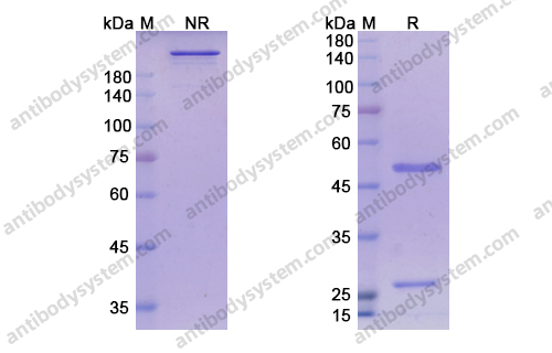 SDS-PAGE for Research Grade Astegolimab ?>