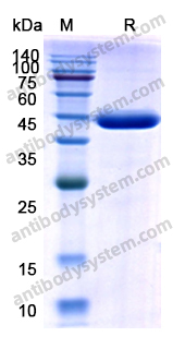 Recombinant Human CD262/TNFRSF10B/TRAIL-R2 Protein, C-Fc
