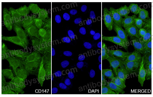 Immunocytochemistry/ Immunofluorescence for Anti-CD147/BSG Polyclonal Antibody ?>