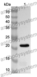 Western Blot  for Anti-CD147/BSG Polyclonal Antibody ?>