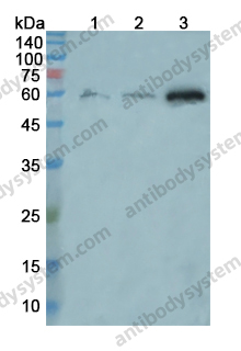 Anti-CD147/BSG Polyclonal Antibody