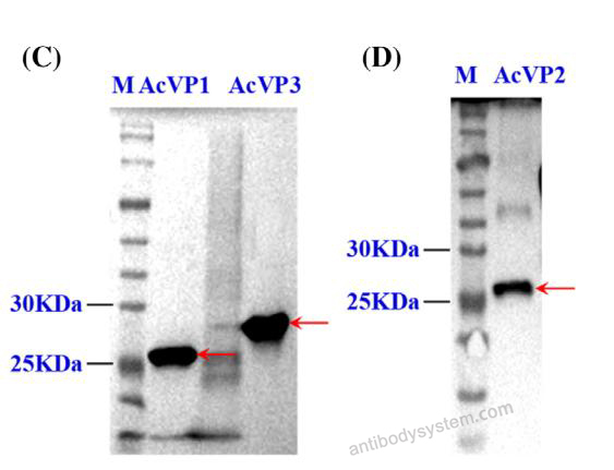 Western Blot for Goat Anti-Mouse IgG H&L Polyclonal antibody, ALP ?>