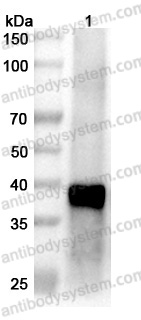Western Blot for Anti-Langya virus/LayV M/Matrix protein Polyclonal Antibody ?>