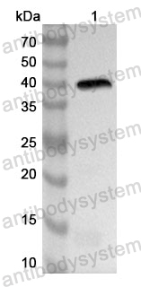 Western Blot for Anti-Langya virus/LayV M/Matrix protein Polyclonal Antibody ?>