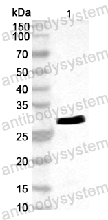 Anti-CA16 VP3/P1C Polyclonal Antibody