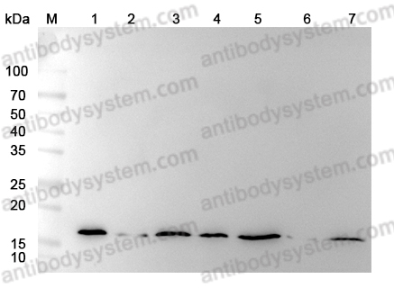 Western Blot for Anti-Hypusine antibody (Hpu24) ?>
