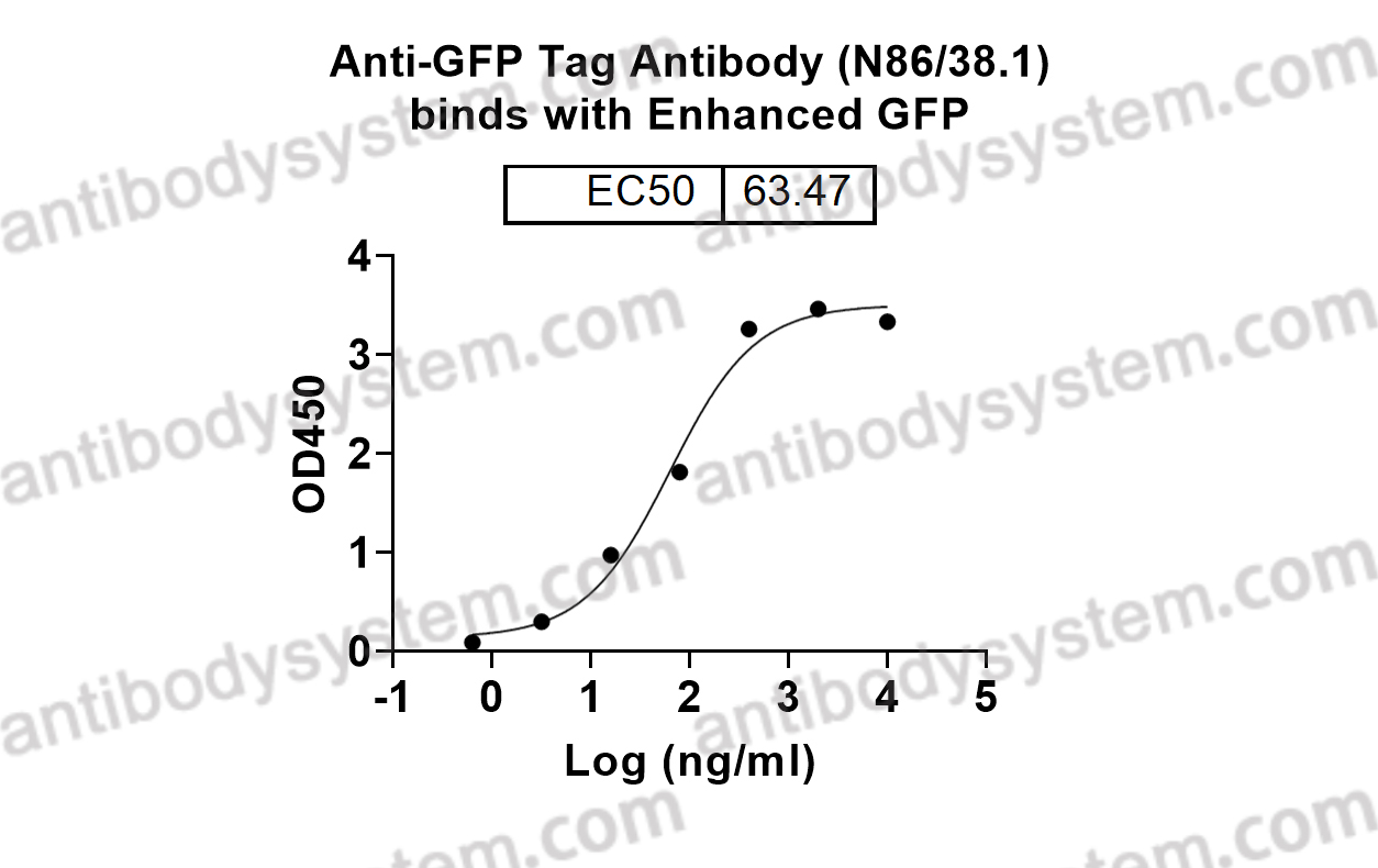 Bioactivity for Anti-GFP Tag Antibody (N86/38.1) ?>