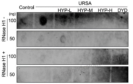 Dot Blot for Anti-DNA-RNA Hybrid Antibody (S9.6) ?>