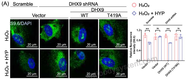 IF for Anti-DNA-RNA Hybrid Antibody (S9.6) ?>
