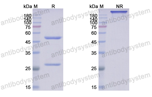 Anti-DNA-RNA Hybrid Antibody (S9.6)