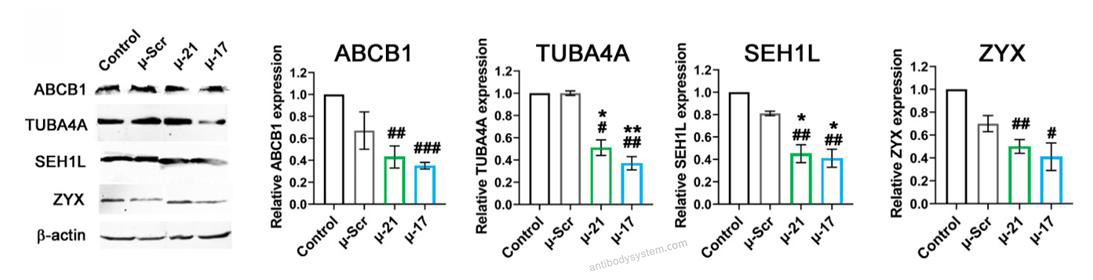 Western Blot for Anti-SEH1L Antibody (R2T08) ?>