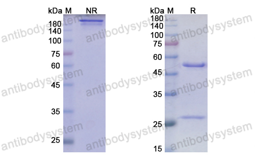 SDS-PAGE for Anti-HRSV F/Fusion glycoprotein F0 Antibody (Am14) ?>