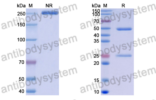 Anti-Mexican scorpion Beta-toxin Cl13 Antibody (B7)