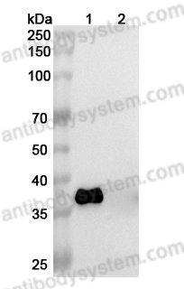 Western Blot for InVivoMAb Anti-Human APOE Antibody (Iv0128) ?>