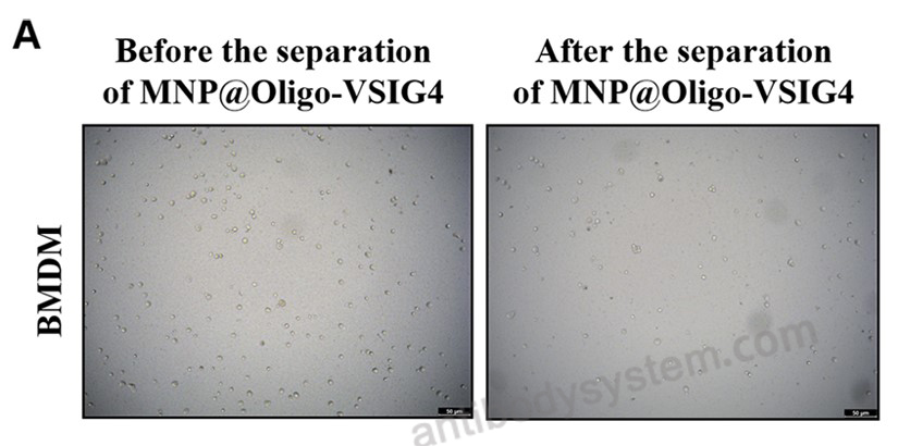 Cell Sorting for InVivoMAb Anti-Human/Mouse VSIG4/CRIg Antibody (Iv0141) ?>
