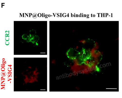 IF for InVivoMAb Anti-Human/Mouse VSIG4/CRIg Antibody (Iv0141) ?>