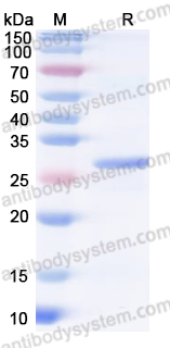Recombinant HBV-B HBsAg Protein, N-His