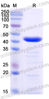 Recombinant Streptococcus pyogenes speB/Streptopain Protein, N-His-SUMO & C-Strep